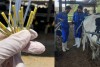 گام نوین گلدشت نمونه اصفهان در ارتقای ژنتیک گله